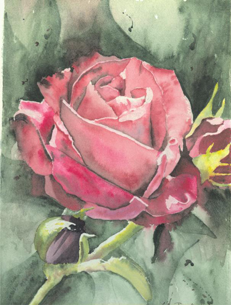 Red Rose Watercolour