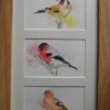 3 Finches - Framed Watercolour